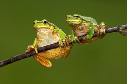 Жыландар неге бақаларға өш?