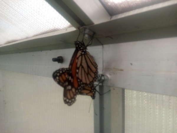 Esther Perel: Заманауи жақындық: Үлкен үміттер дәуірі