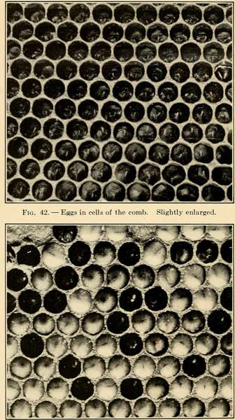 Jon Zawislak Apiculture Instructor University: Алабама симпозиумы: Ара шаруашылығының жаңа парадигмасы