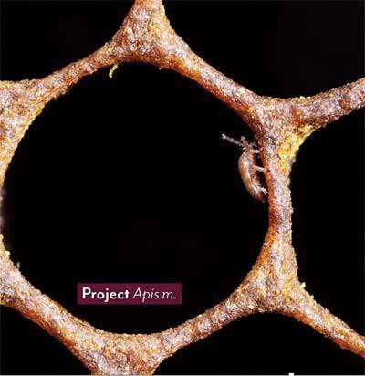 Jon Zawislak Apiculture Instructor University: Ұя – біртұтас сана: Биологиялық машинаның ақыл-ойы